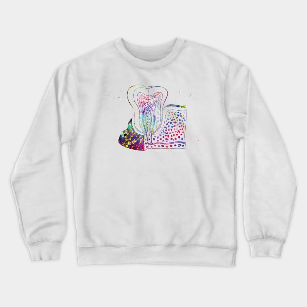 Tooth anatomy Crewneck Sweatshirt by erzebeth